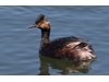 Photo of Podiceps nigricollis